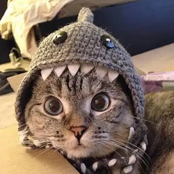 SharkCat / SOL