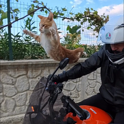 INCAT