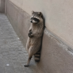 RACCOON / SOL