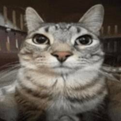 MOG / SOL