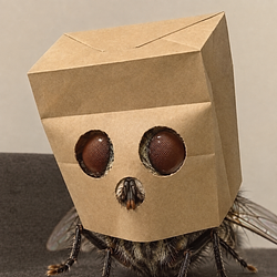 ANONFLY