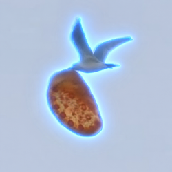 Pizza Hawk