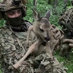 BAMBI
