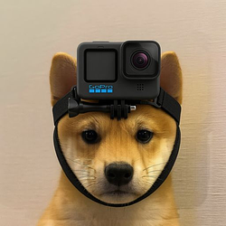 POVDOG