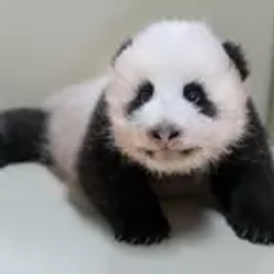 曙宝