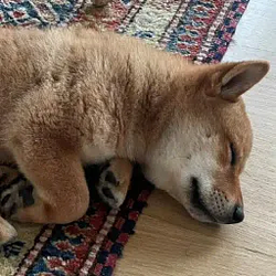 Floki