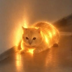aura / SOL