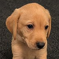 Hector