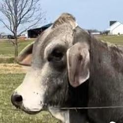 BBull