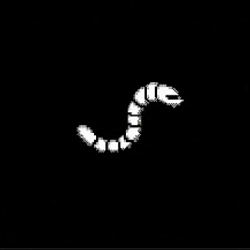 ChainDrop / SOL