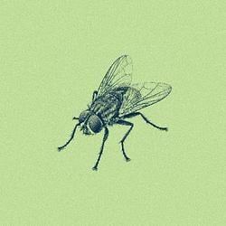 FLY / WETH