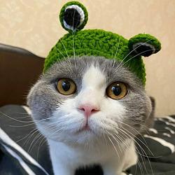 Frog Cat logo