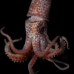 squid