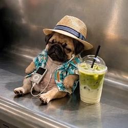 pugchi