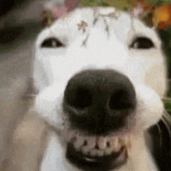 SMILEDOG