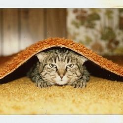 UCCAT