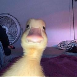 Duck