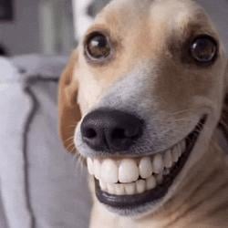 TROLLDOG