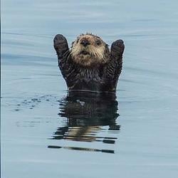 OTTER