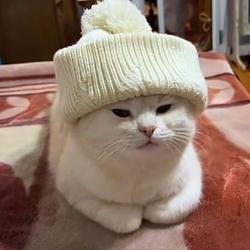 BEANCAT / SOL