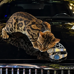 LACAT