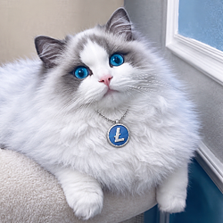 LTCat