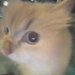 Catsided