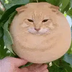 mangocat / SOL