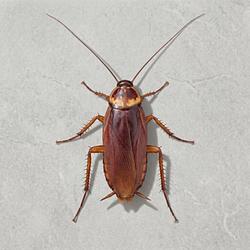 cockroach