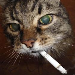 SMOKY logo