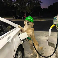 pumpdog
