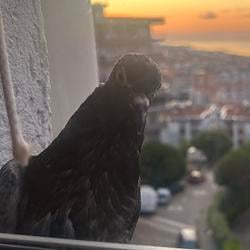 PIGEON / SOL