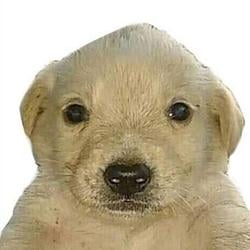 regulardog