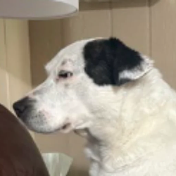 GUS
