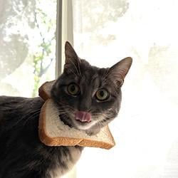 bred