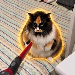 KUCING