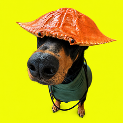 DOBE
