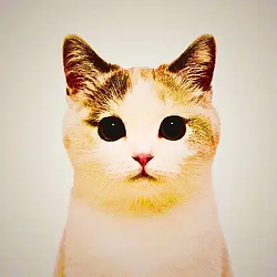 cat / SOL
