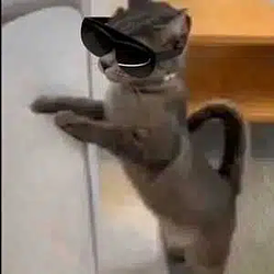 vrcat