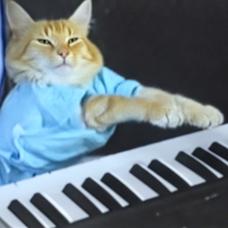 KeyCat / SOL
