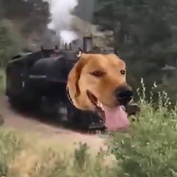traindog