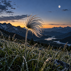MEADOW