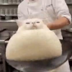 CATINWOK