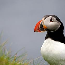 Puffin