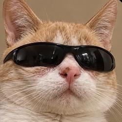 coolcat