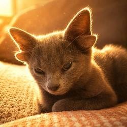 Fennekin / SOL