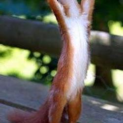 squirrel!