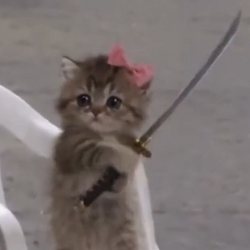 Catana