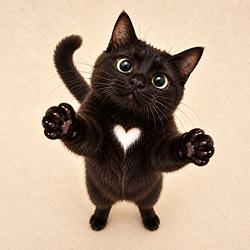 LOVERCAT