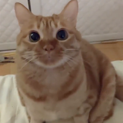 cheesecat